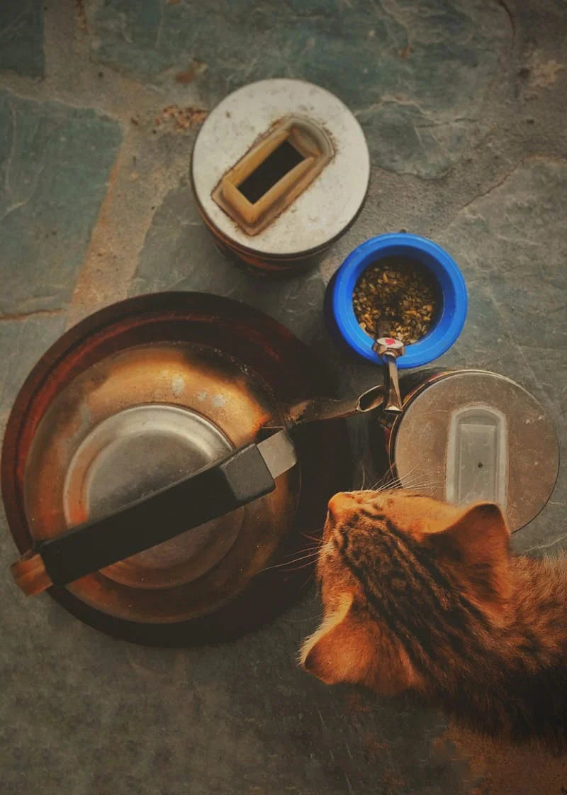 5 veelgestelde vragen over kattenvoer (en onze antwoorden)