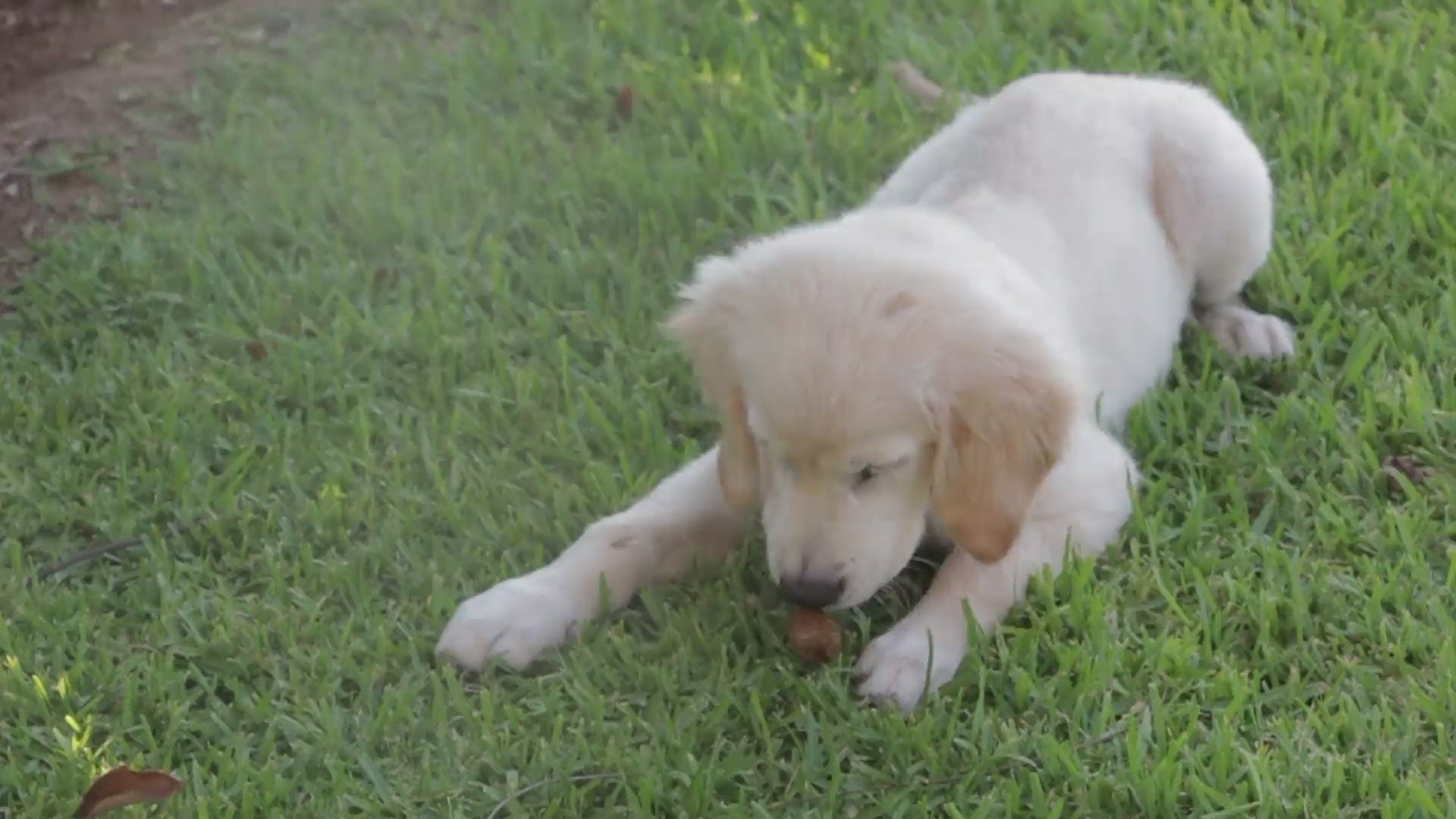 Video laden: bekijk onze video van de hond die met een bal speelt