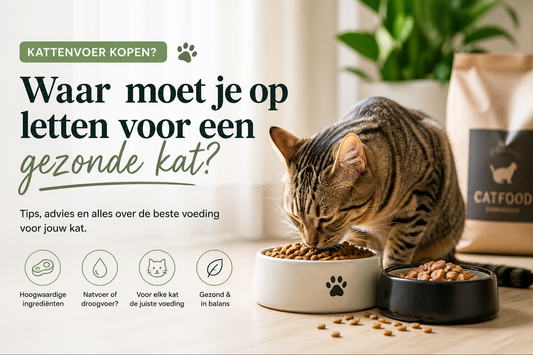 Kat eet droogvoer uit bakje – waar moet je op letten bij kattenvoer kopen
