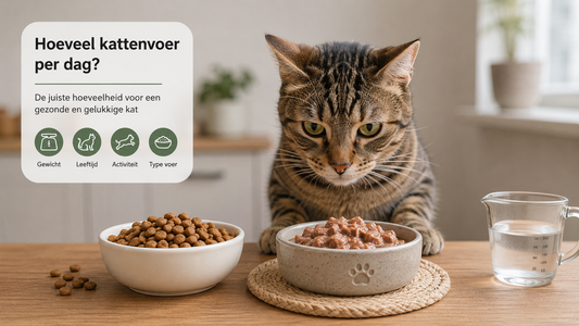Gezonde kat naast afgewogen dagelijkse portie kattenvoer
