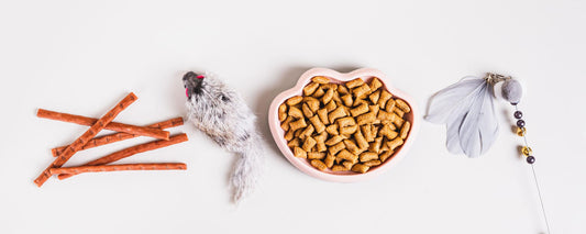 Beste kattenvoer in 2026: complete gids voor een gezonde kat