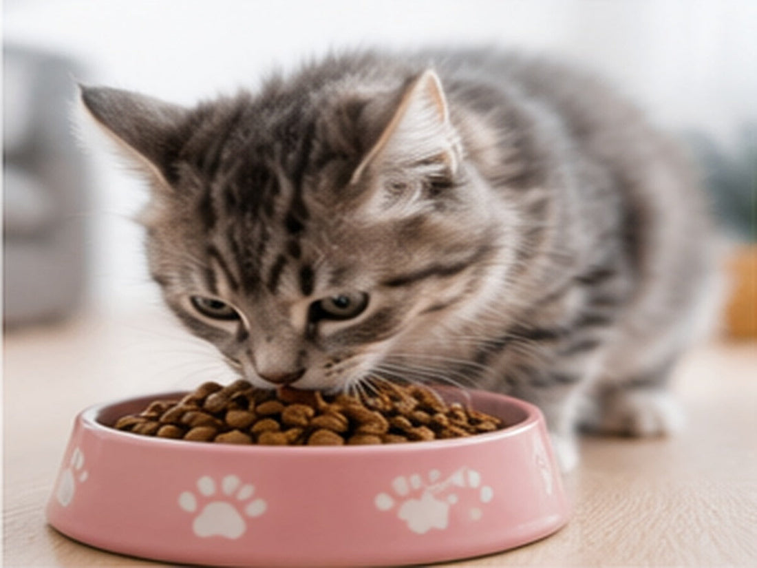 Kitten eet gezond kittenvoer uit een voerbak