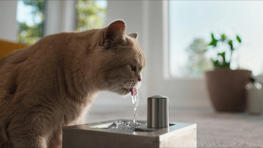 Katten drinken te weinig: oorzaken, risico's en oplossingen voor een gezonde vochtopname