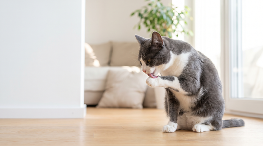 Gezonde Europese Korthaar kat poetst rustig haar vacht in een lichte Scandinavische woonkamer