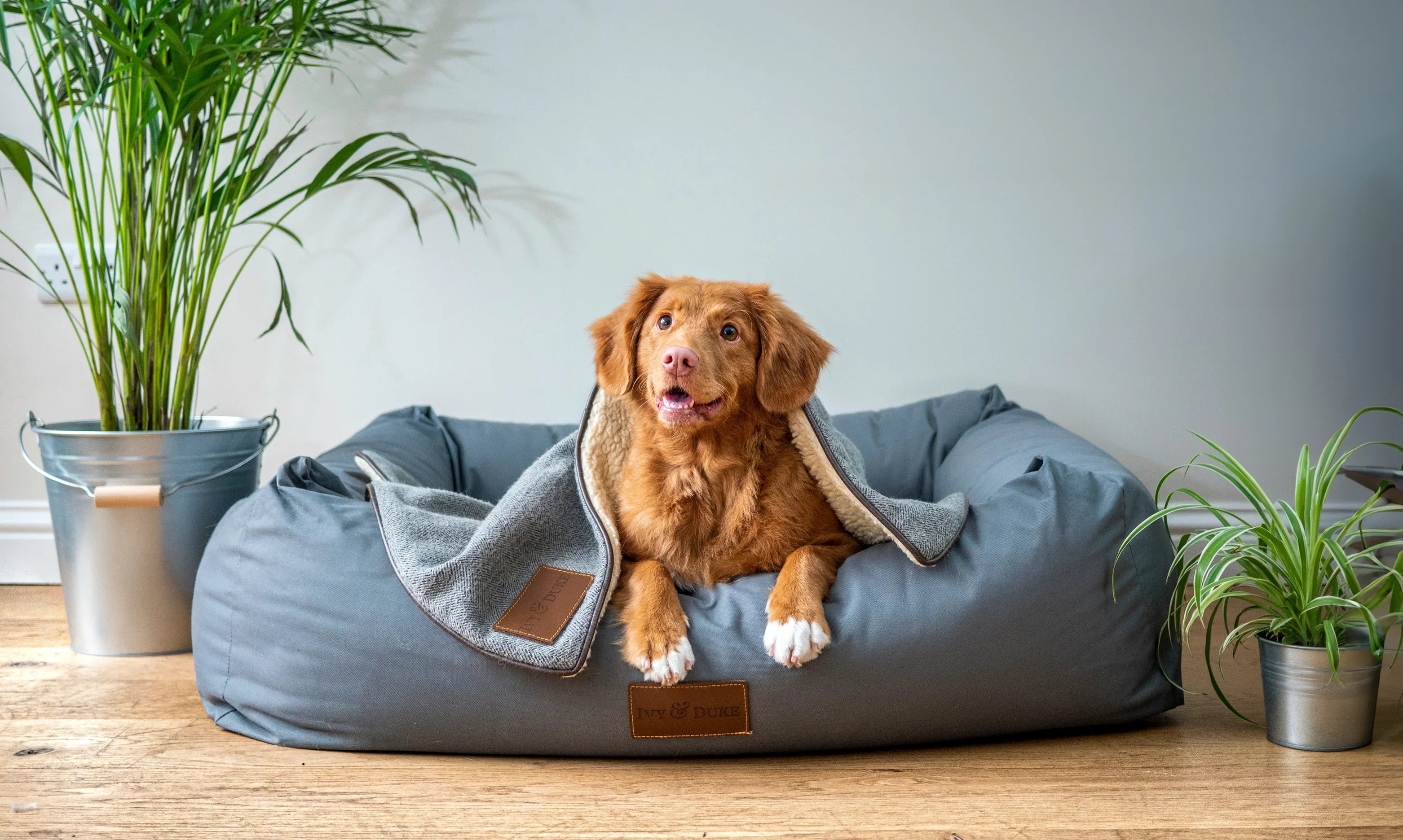 Hondenvoer kopen? Droogvoer & natvoer voor alle honden