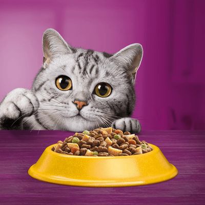Whiskas 7+ Senior Kip – Droog Kattenvoer 800g